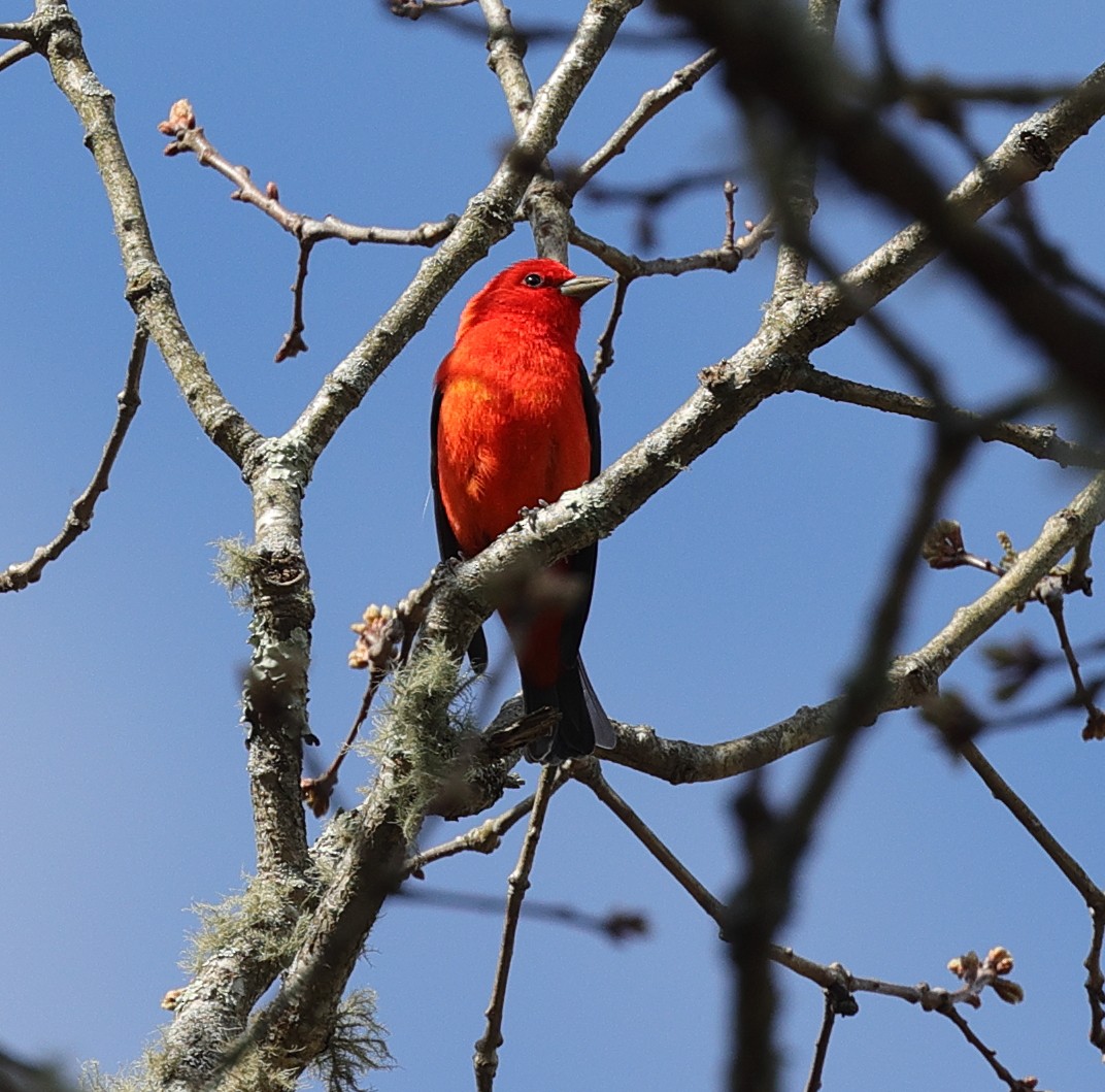 Scarlet Tanager - ML618447944