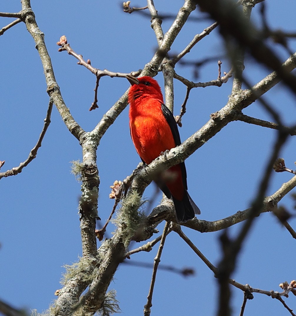Scarlet Tanager - ML618447951