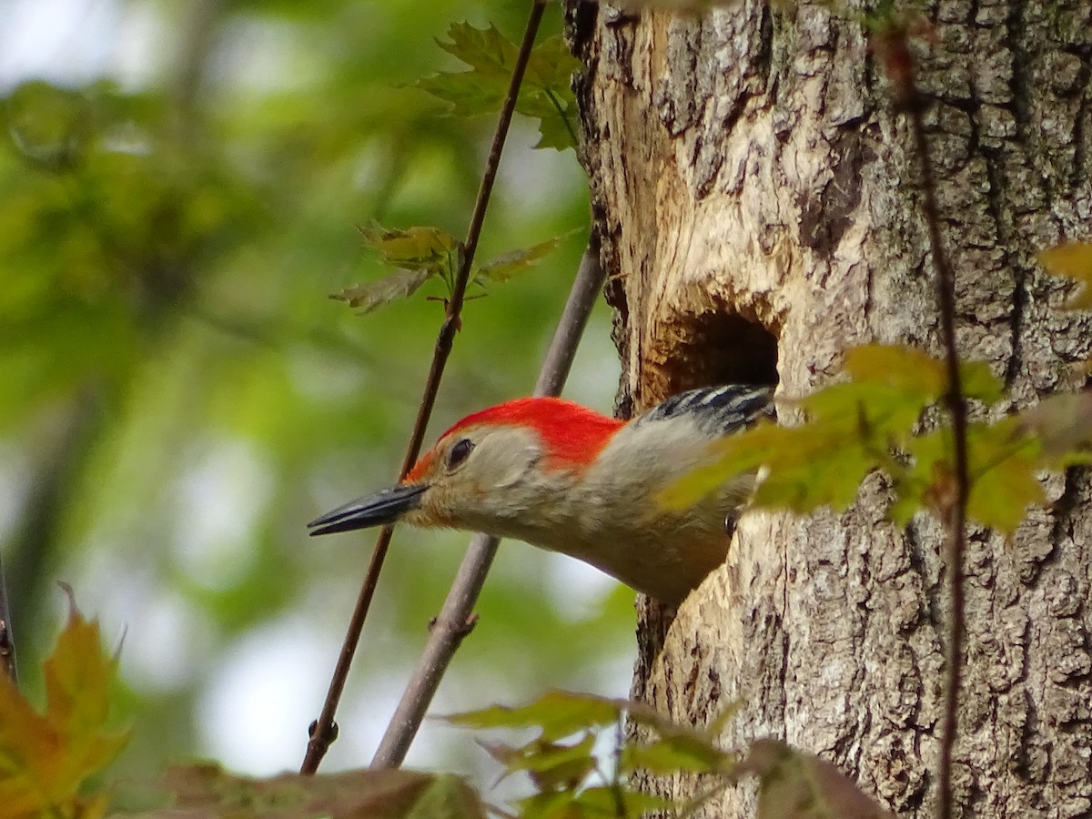 Red-bellied Woodpecker - ML618447970