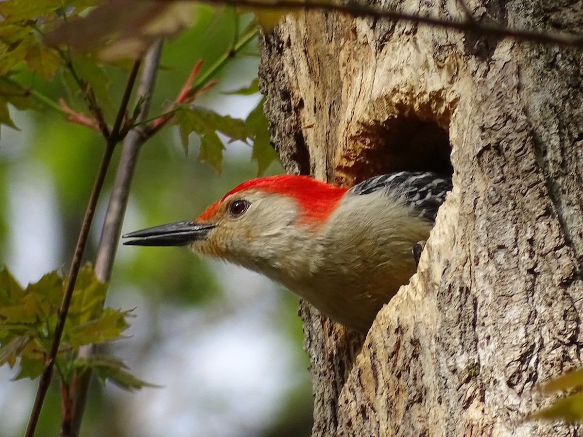 Red-bellied Woodpecker - ML618447971