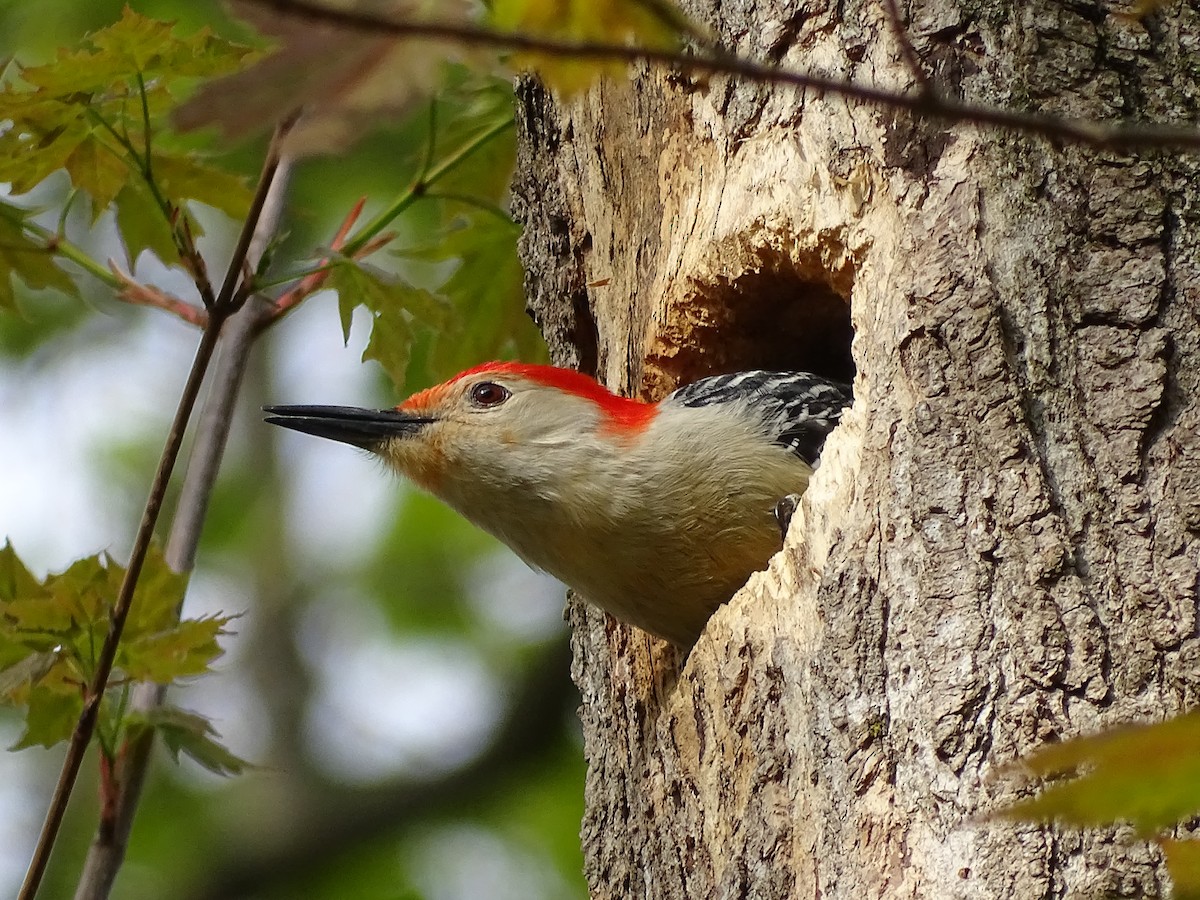 Red-bellied Woodpecker - Jim Walton