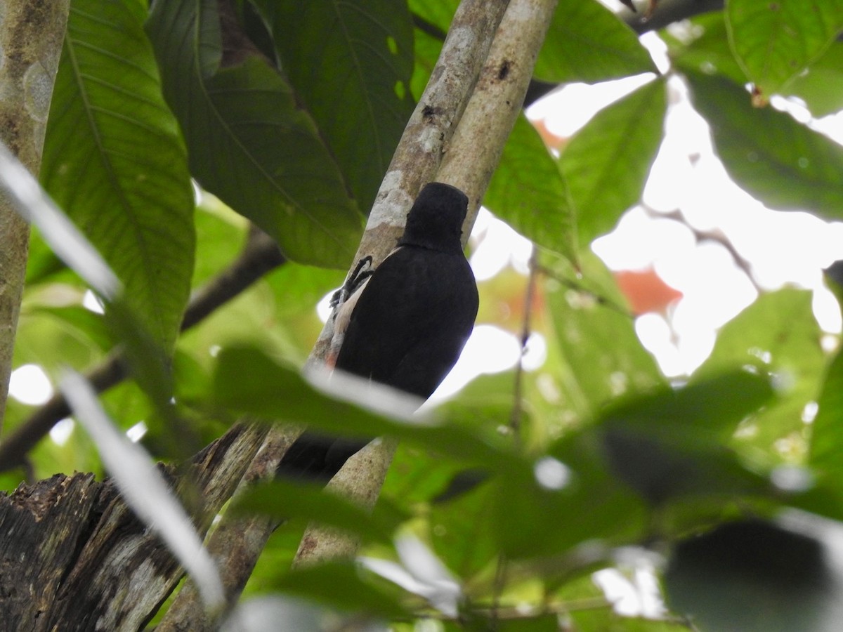 Puerto Rican Woodpecker - ML618447986