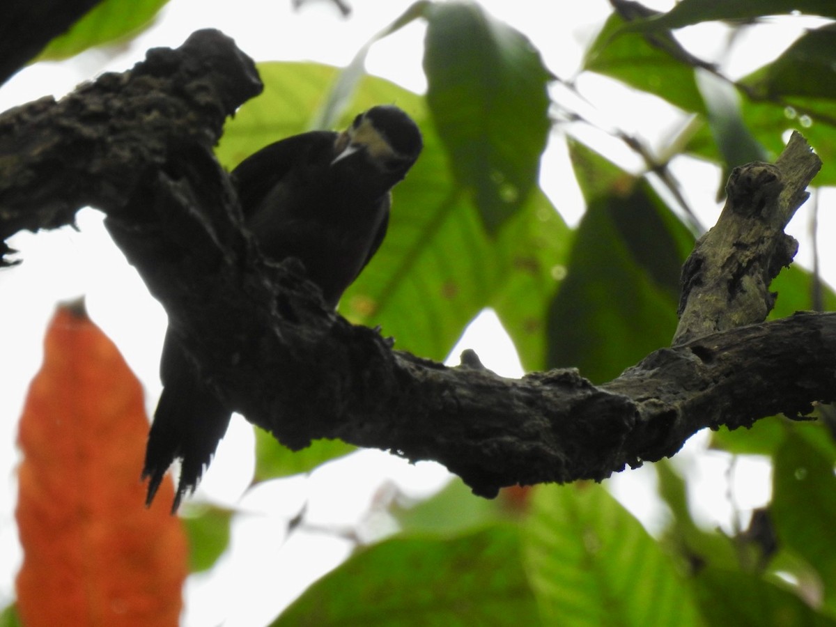 Puerto Rican Woodpecker - ML618447987