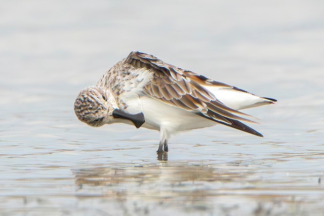 Commencing Definitive Prealternate Molt - Spoon-billed Sandpiper - 