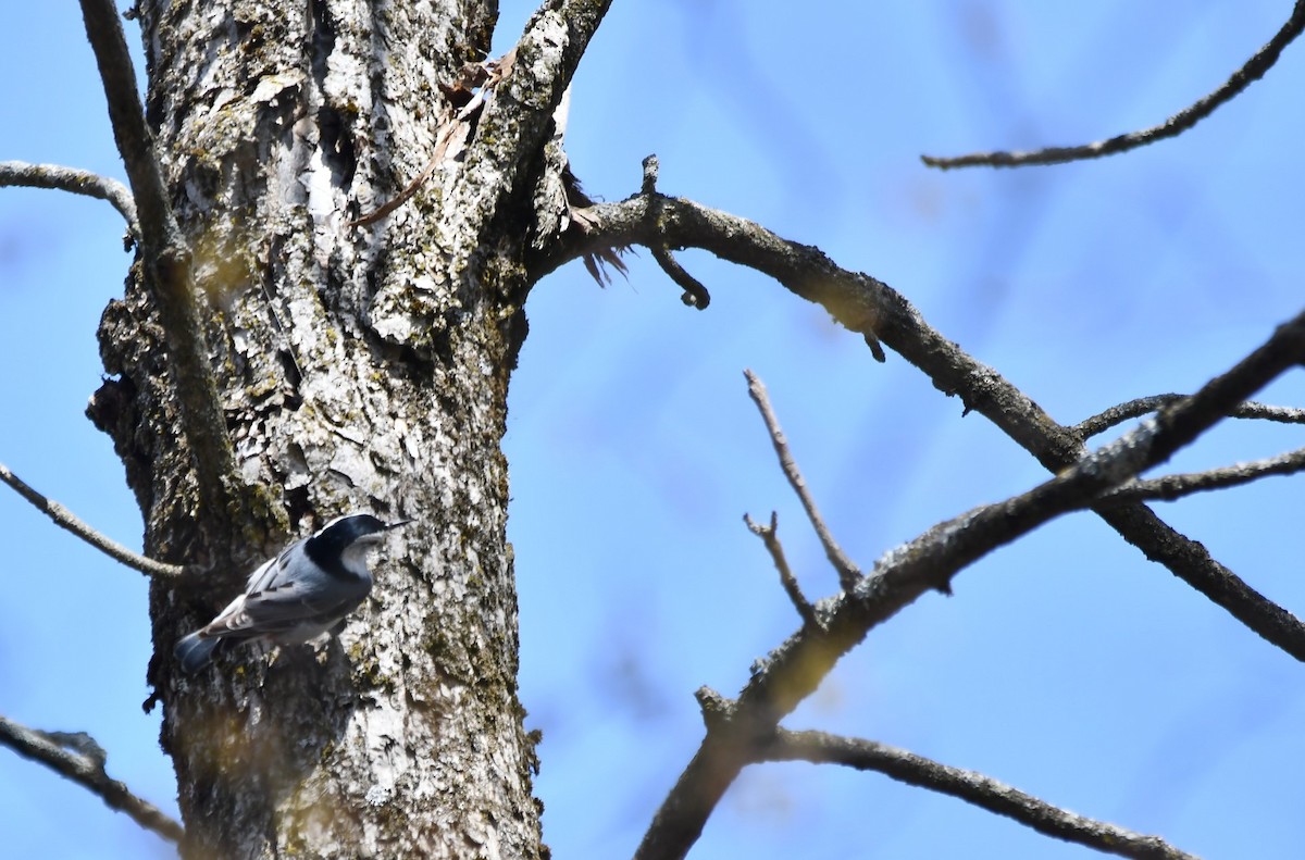 White-breasted Nuthatch - ML618448034