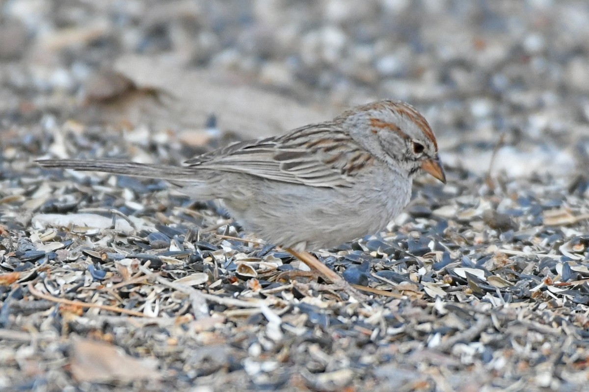 Rufous-winged Sparrow - ML618448070