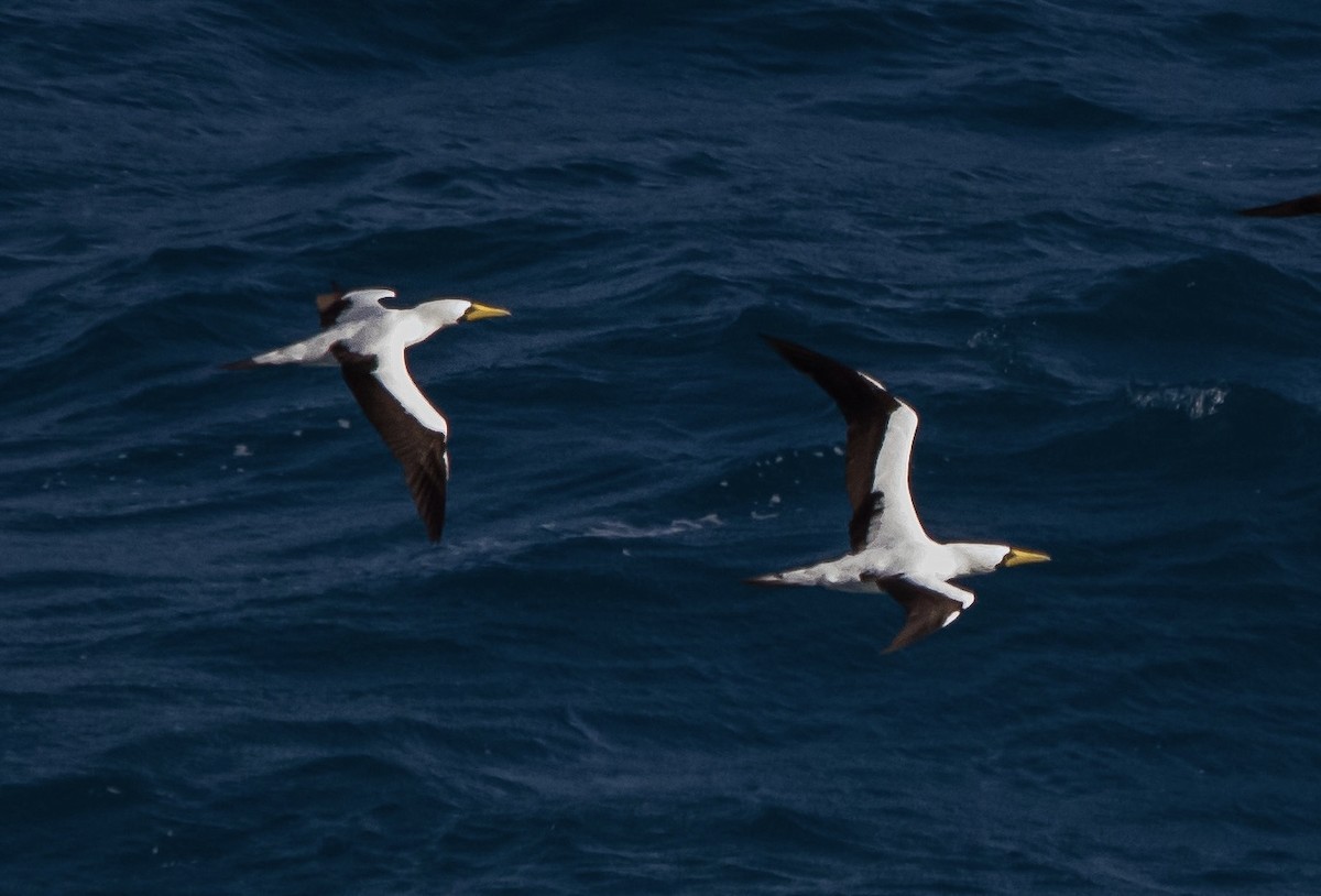 Masked Booby - ML618448079