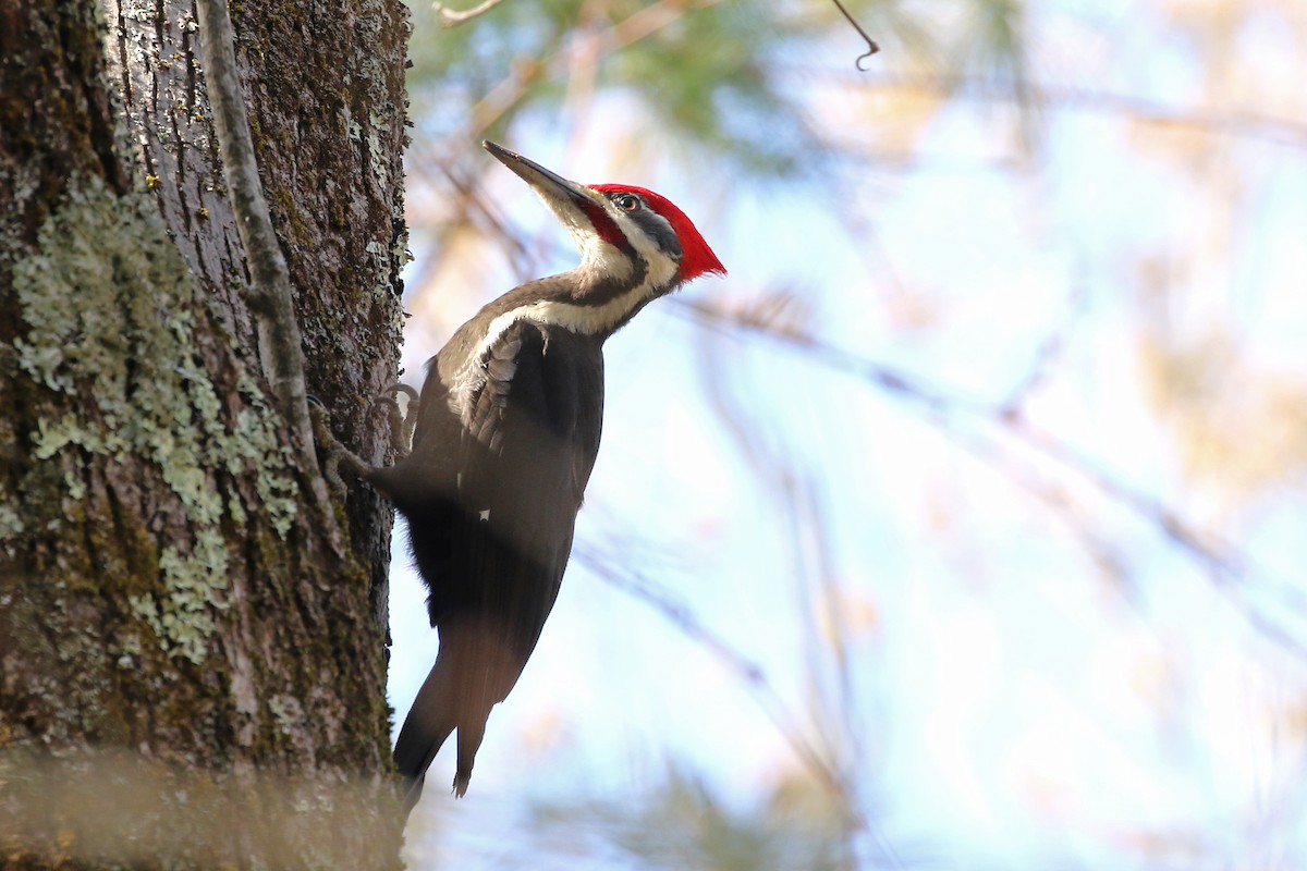 Pileated Woodpecker - ML618448092