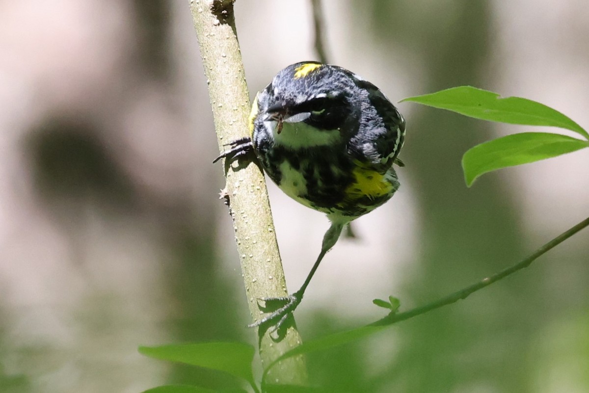 Yellow-rumped Warbler (Myrtle) - ML618448107