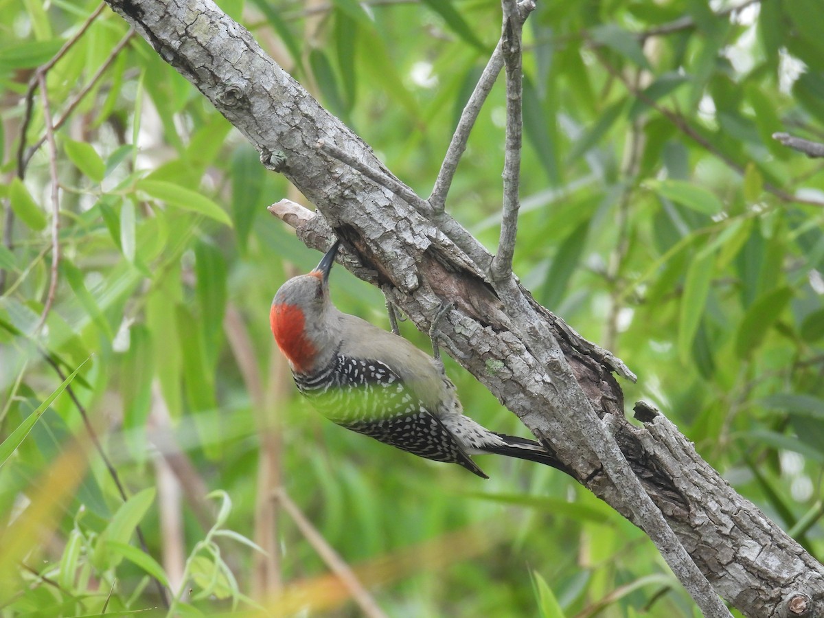Red-bellied Woodpecker - ML618448136