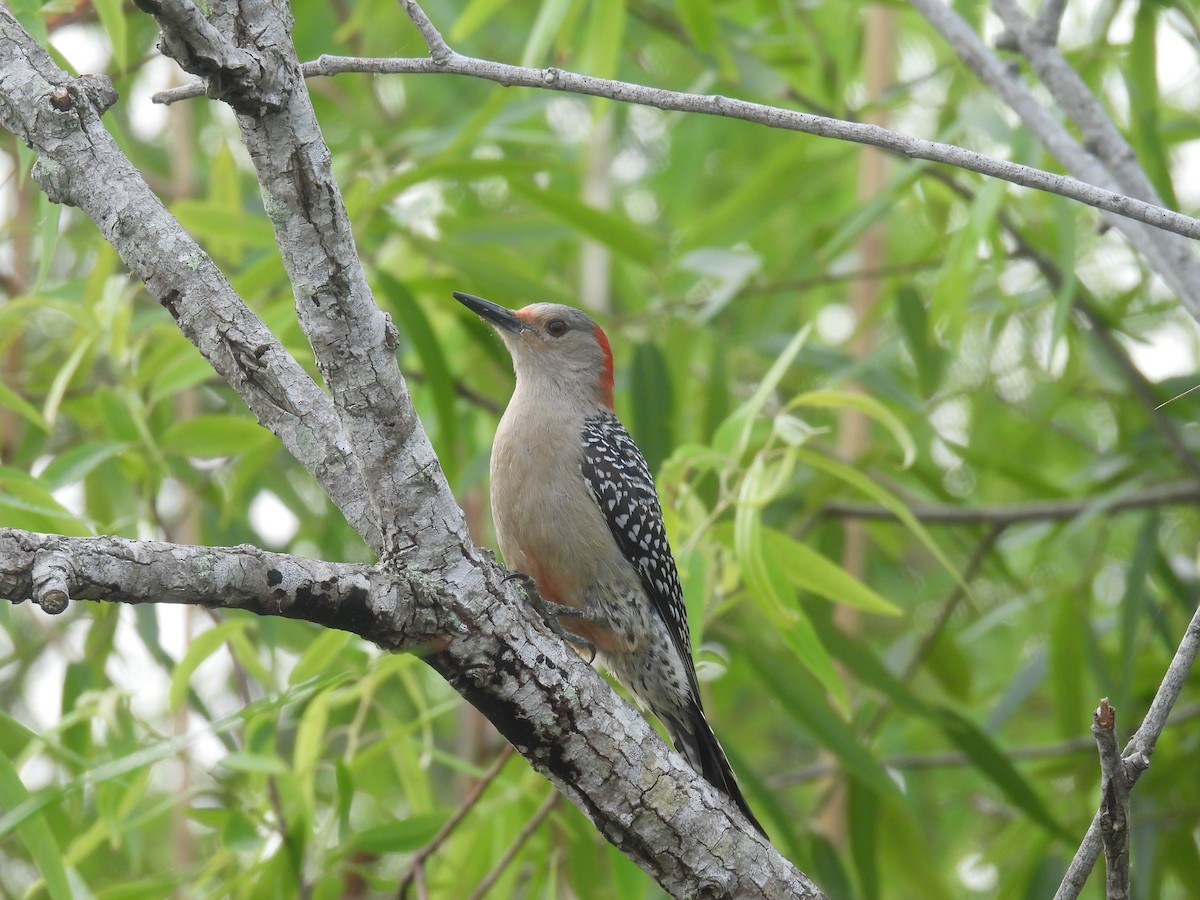 Red-bellied Woodpecker - ML618448137