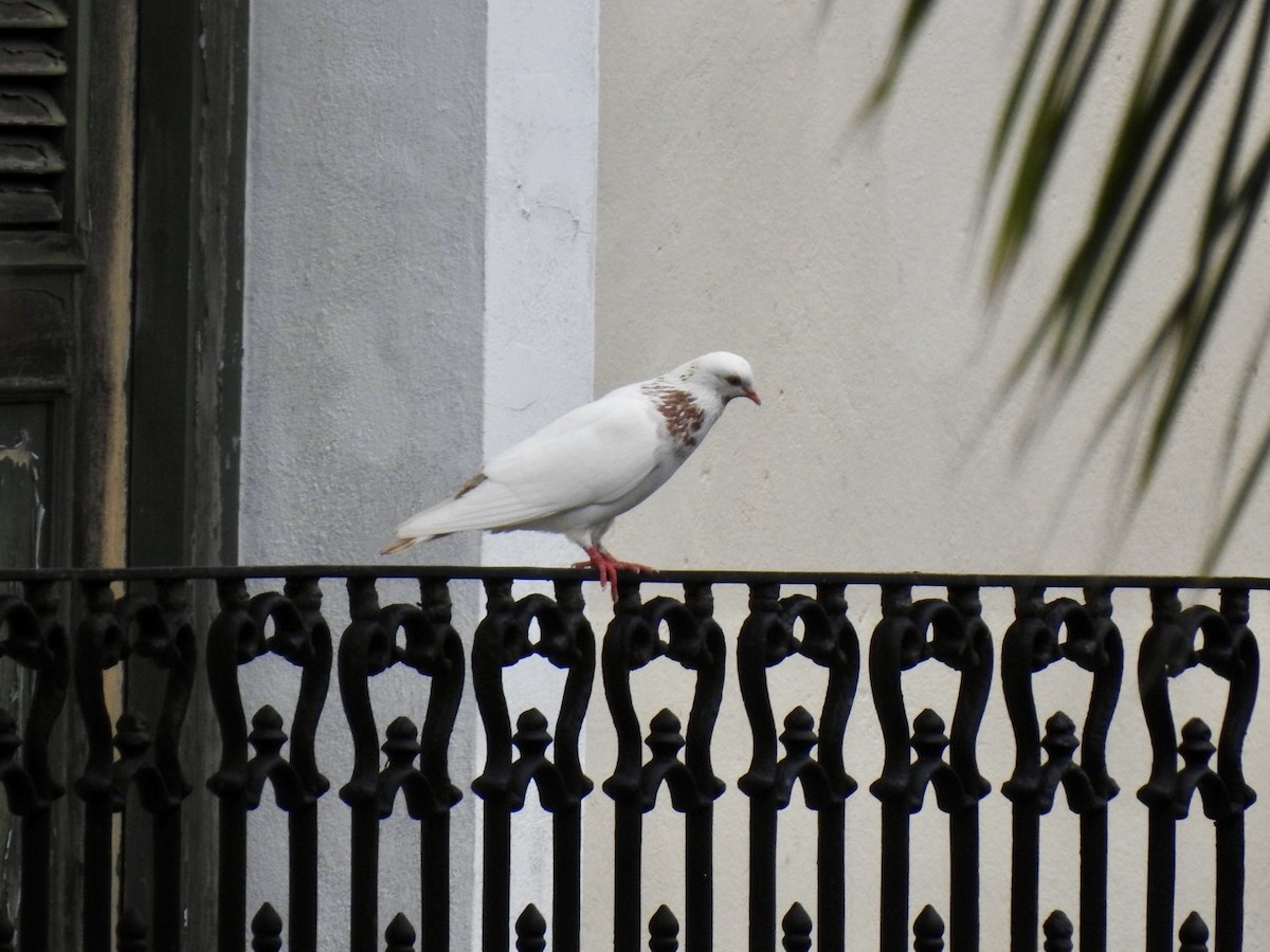 Rock Pigeon (Feral Pigeon) - ML618448144