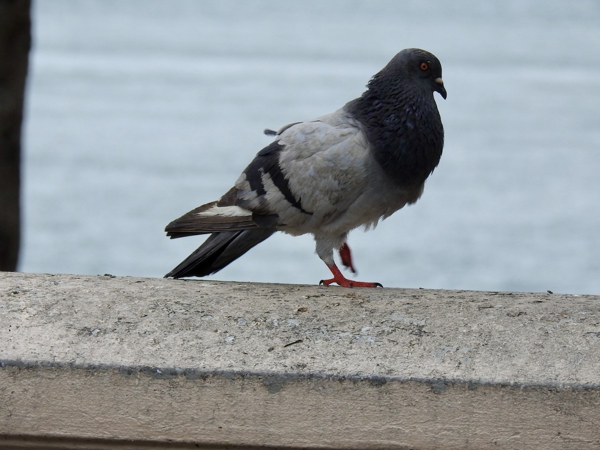 Rock Pigeon (Feral Pigeon) - ML618448145