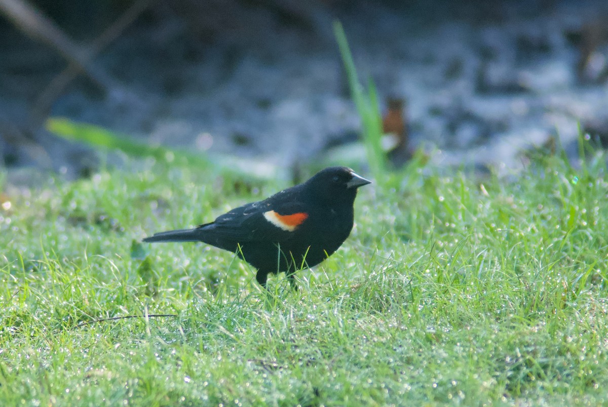 Red-winged Blackbird - ML618448155