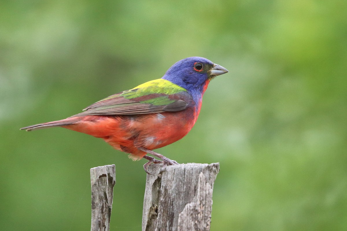 Painted Bunting - ML618448167