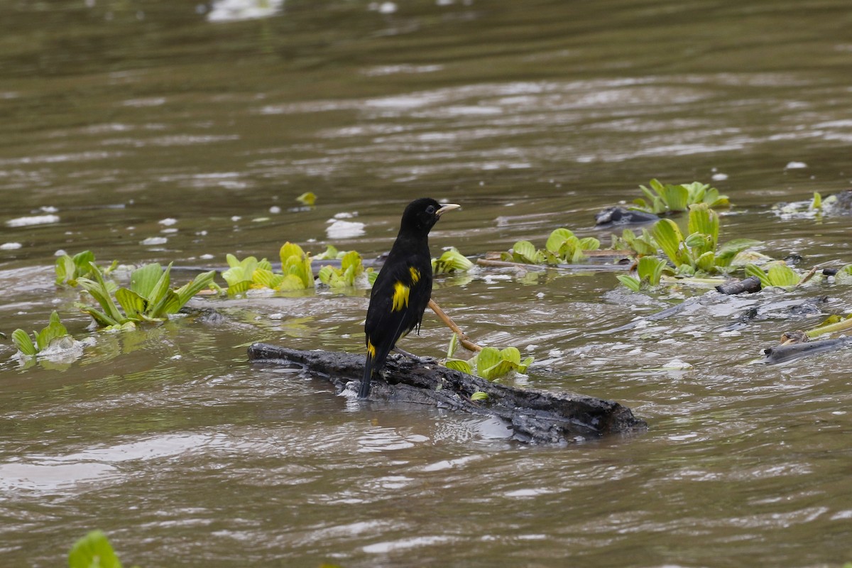 Yellow-rumped Cacique - ML618448174