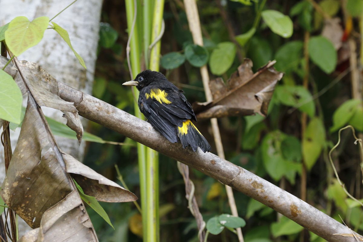 Yellow-rumped Cacique - ML618448175