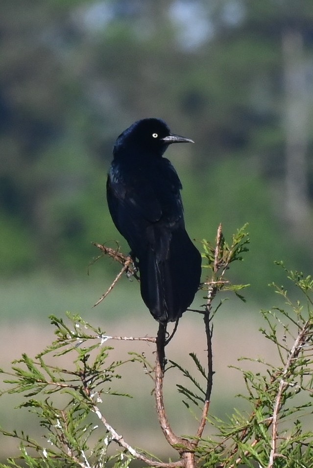 Boat-tailed Grackle - ML618448179