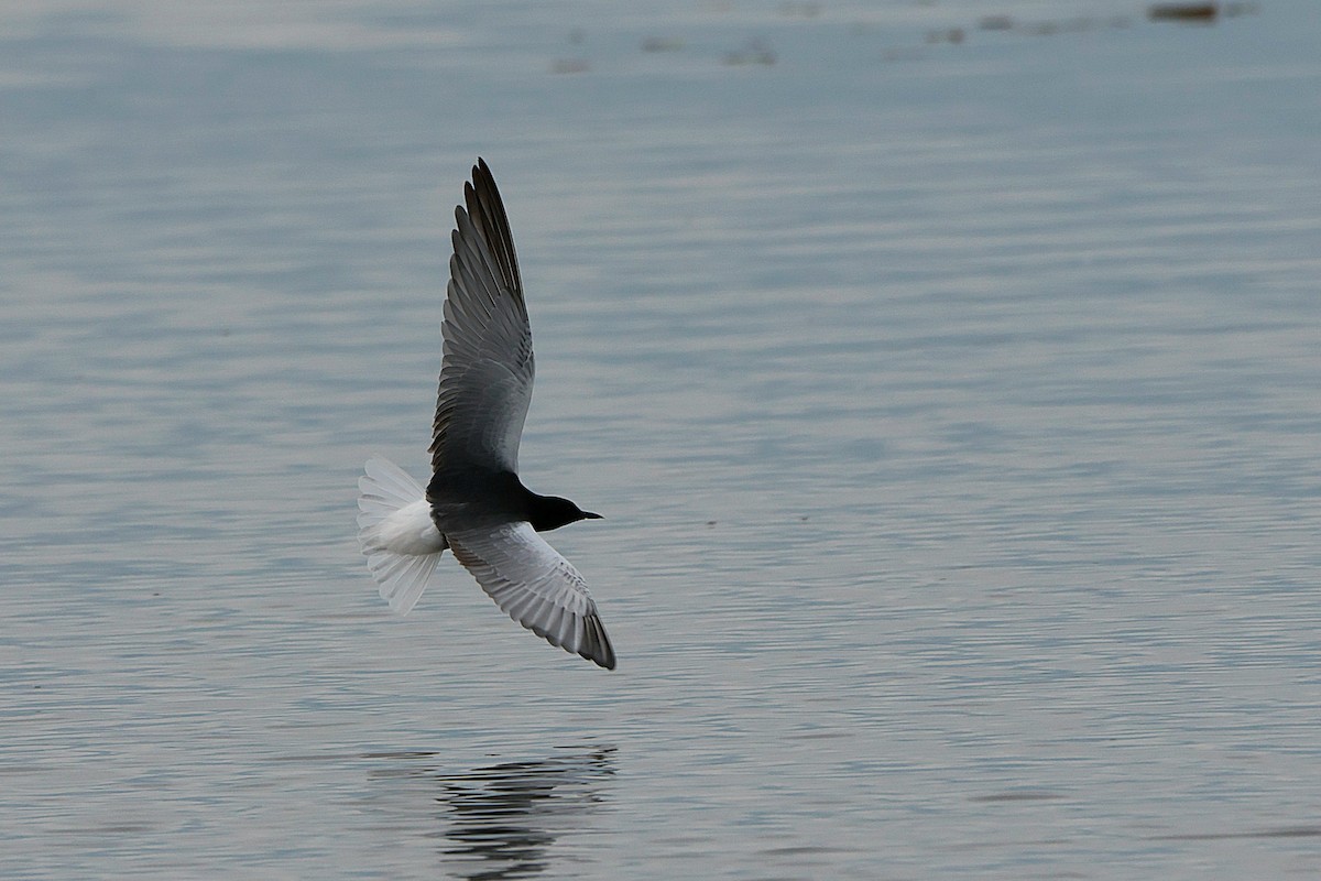 White-winged Tern - ML618448218
