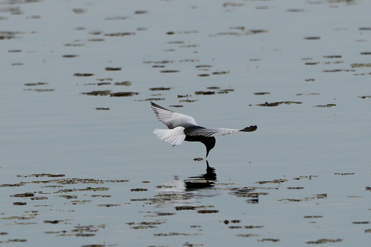White-winged Tern - ML618448219