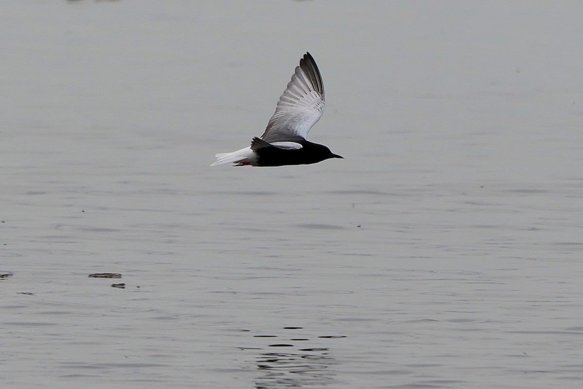 White-winged Tern - ML618448220