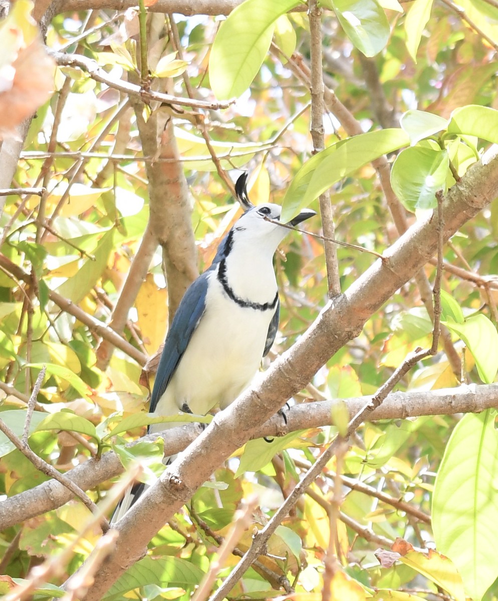 White-throated Magpie-Jay - ML618448261