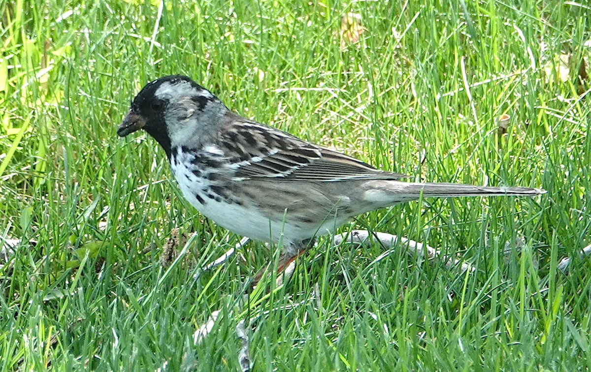 Harris's Sparrow - ML618448275