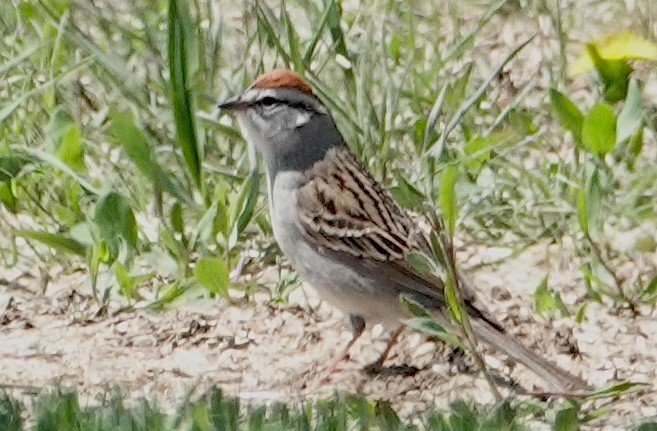 Chipping Sparrow - ML618448325