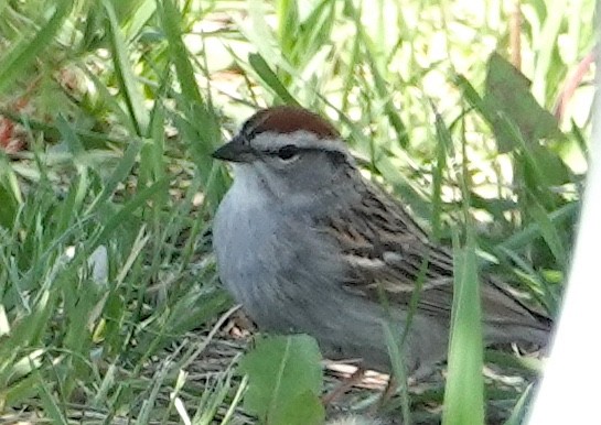 Chipping Sparrow - ML618448360