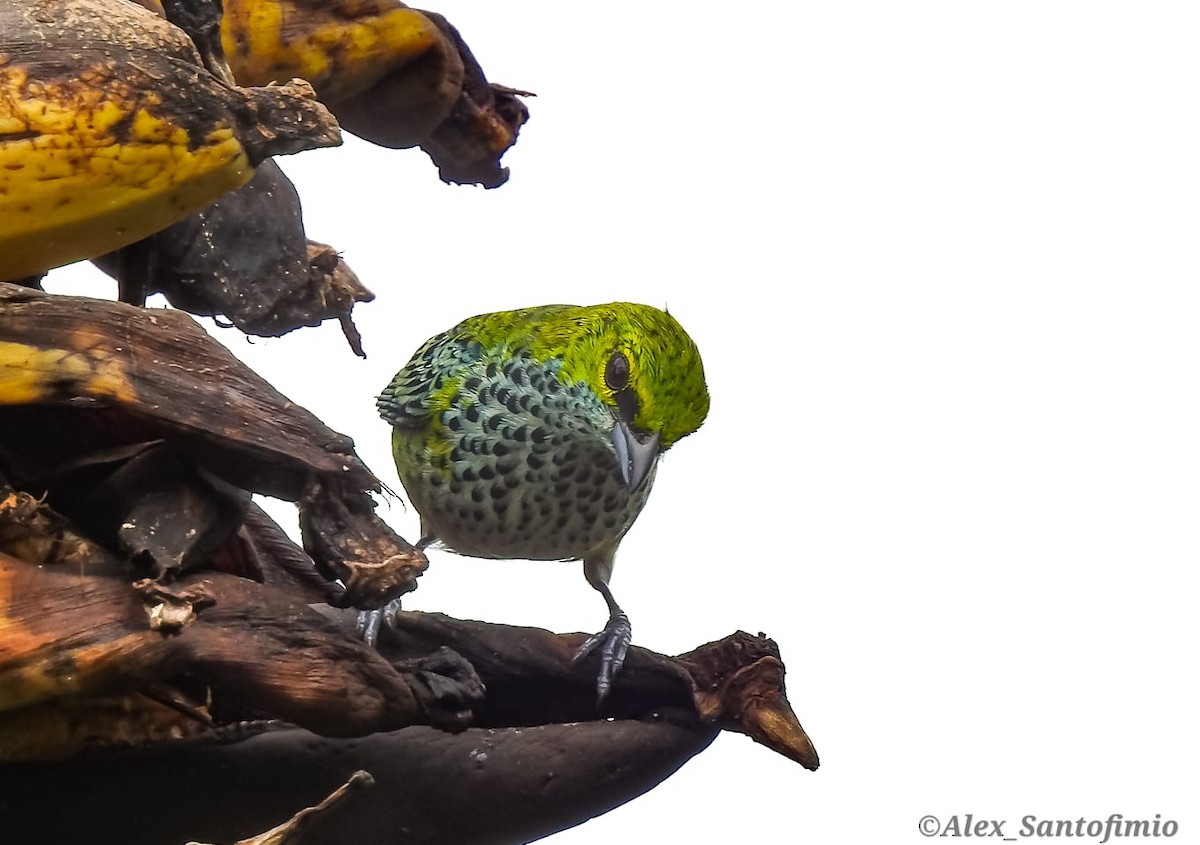 Speckled Tanager - ML618448361