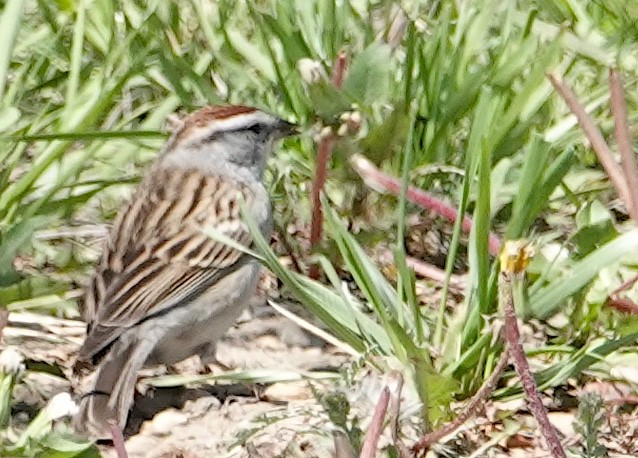 Chipping Sparrow - ML618448387