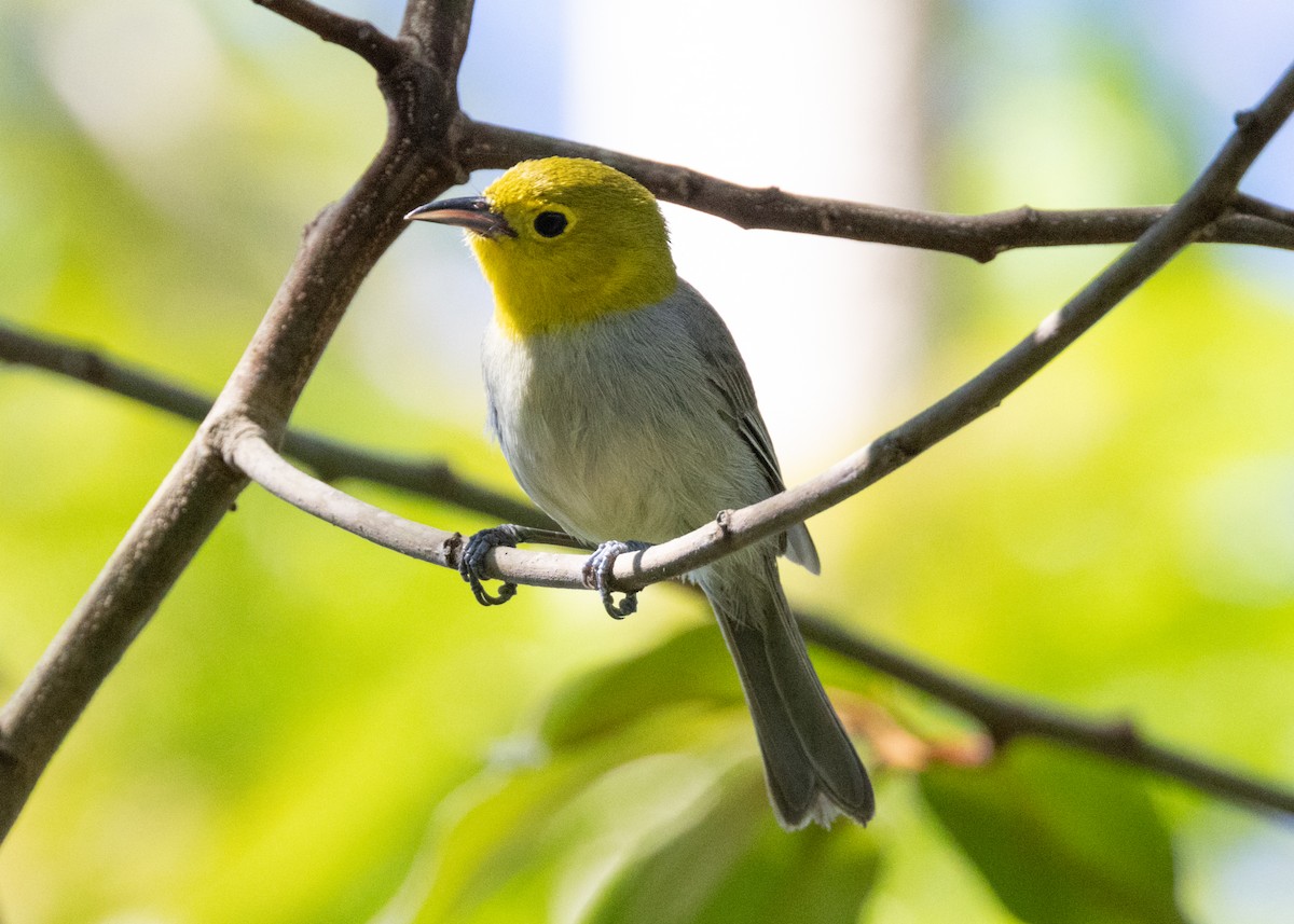 Yellow-headed Warbler - Silvia Faustino Linhares