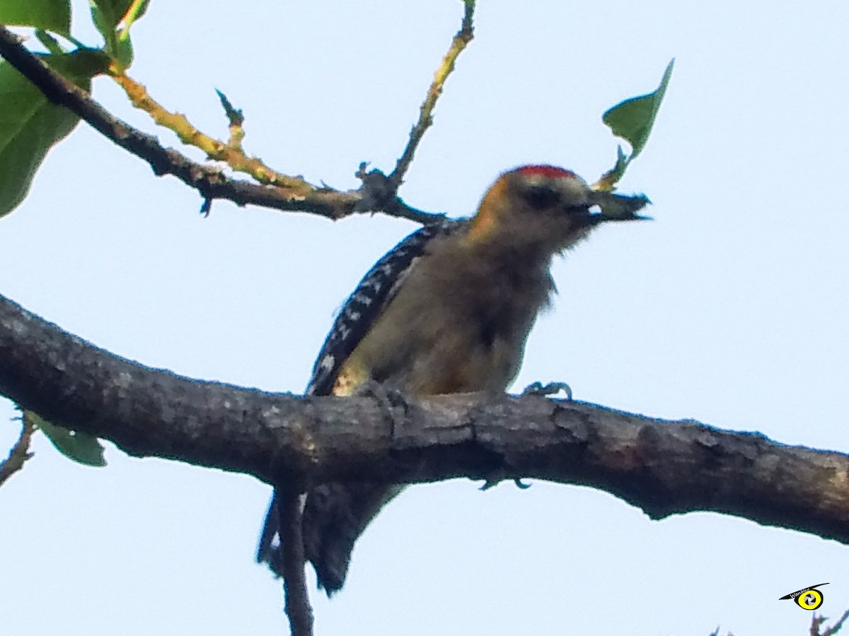 Hoffmann's Woodpecker - ML618448445