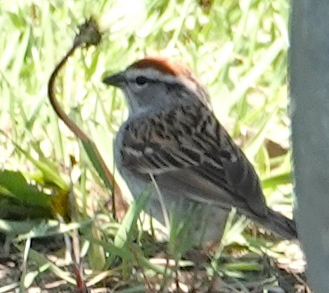 Chipping Sparrow - ML618448458