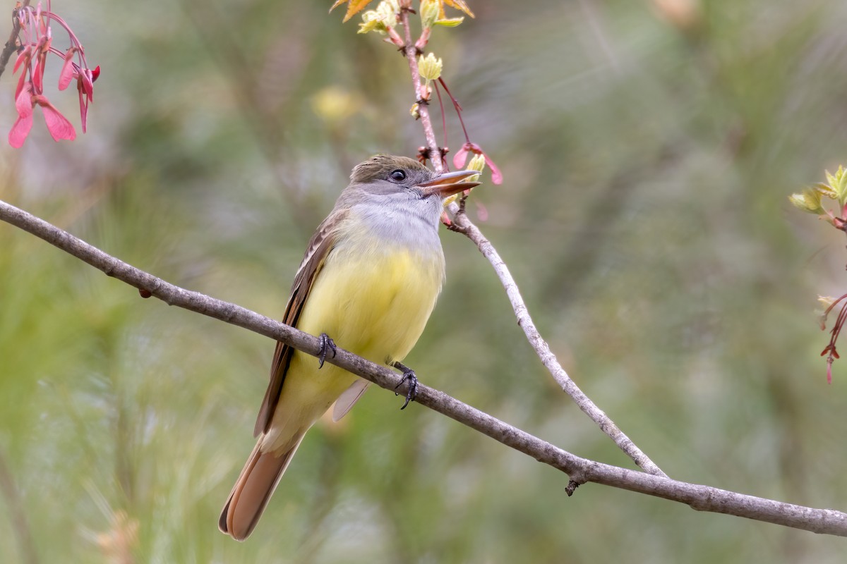 Great Crested Flycatcher - ML618448510
