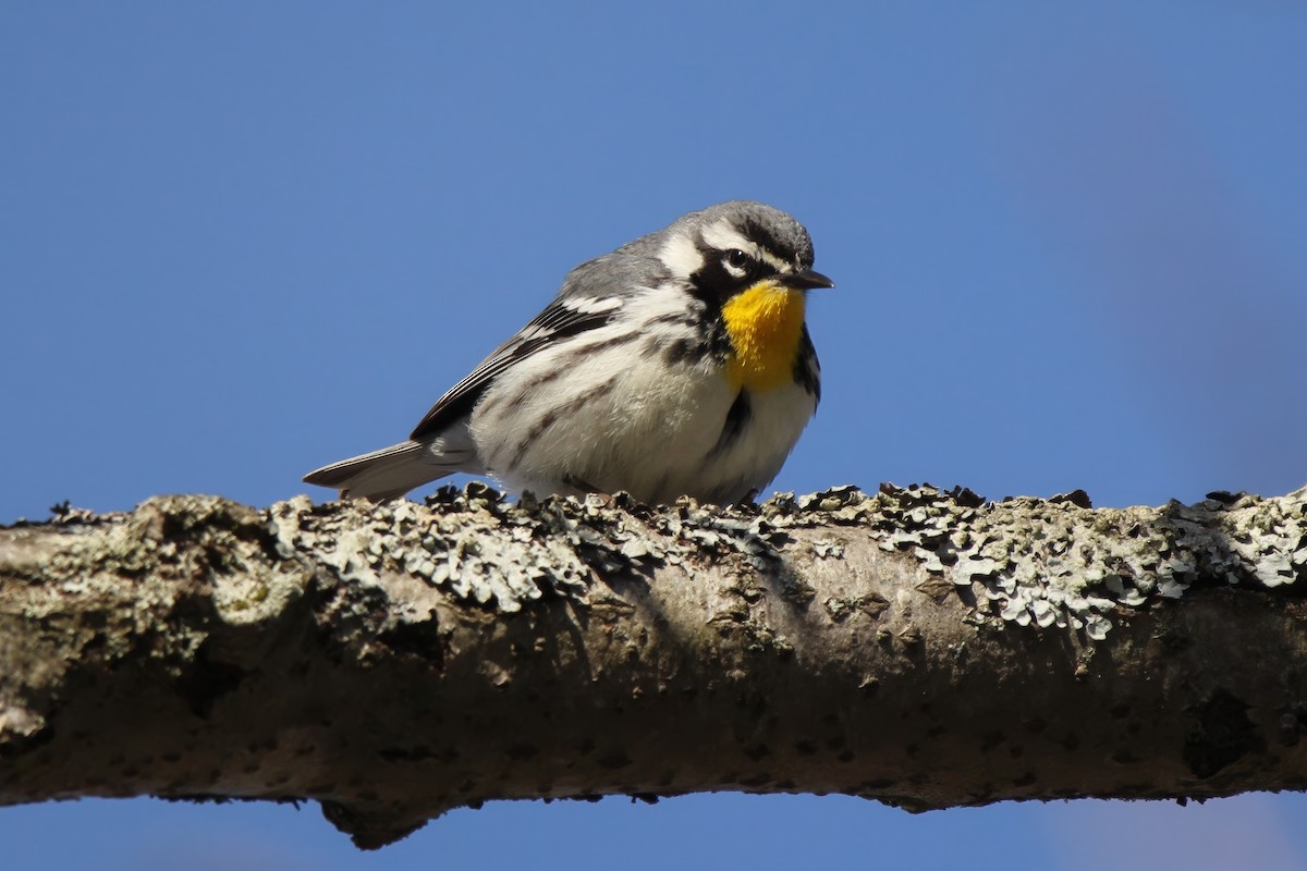 Yellow-throated Warbler - ML618448516