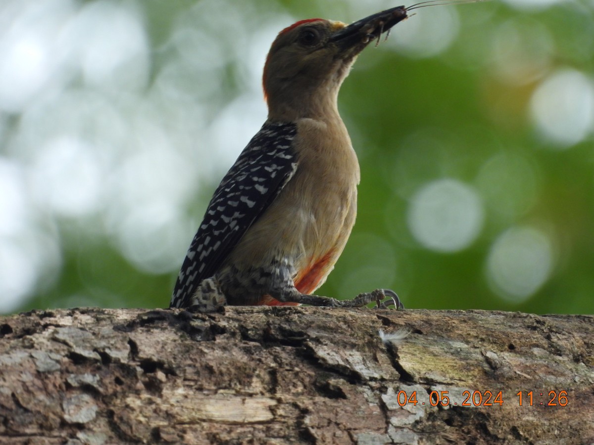 Red-crowned Woodpecker - ML618448517