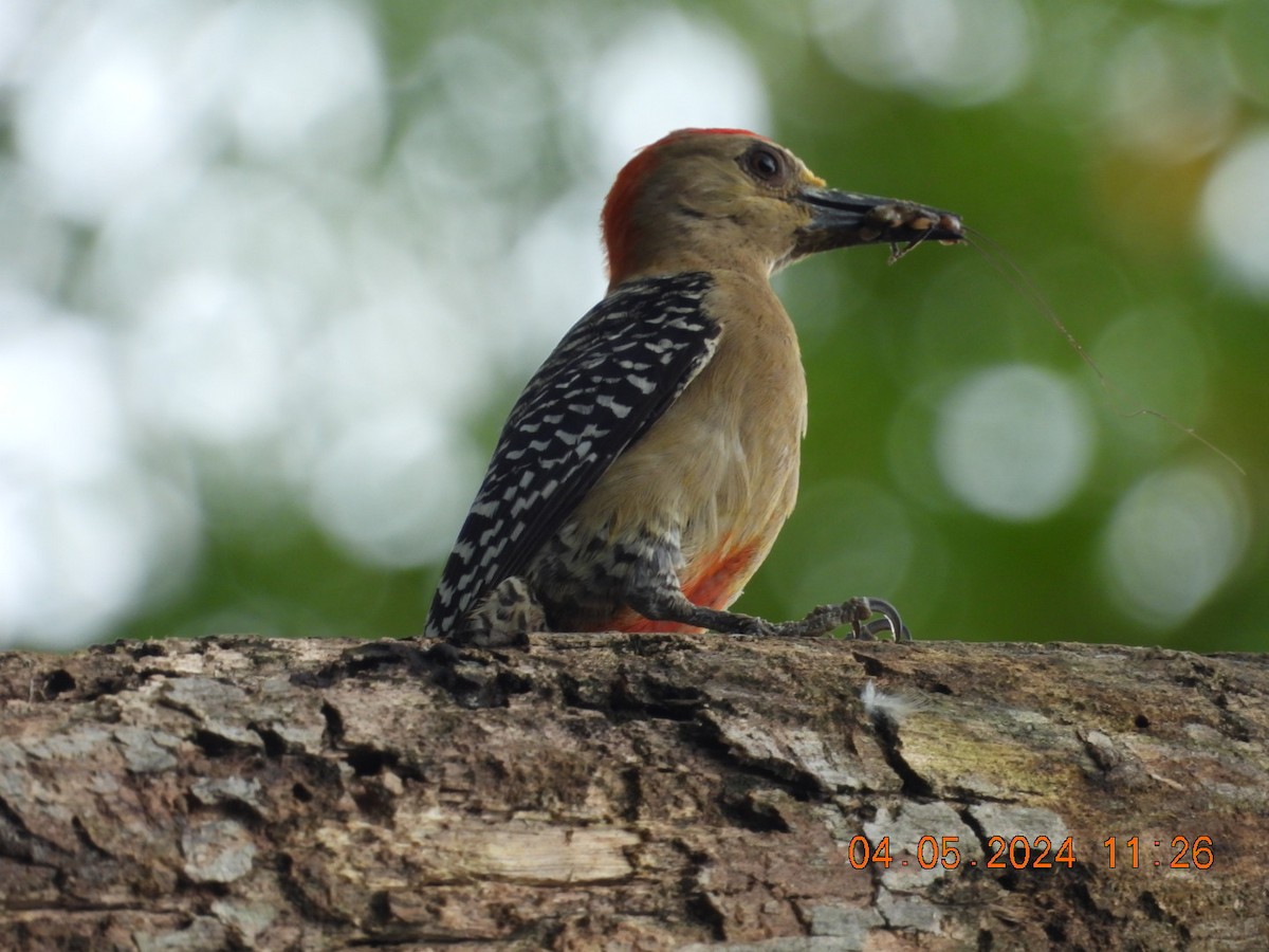 Red-crowned Woodpecker - ML618448518