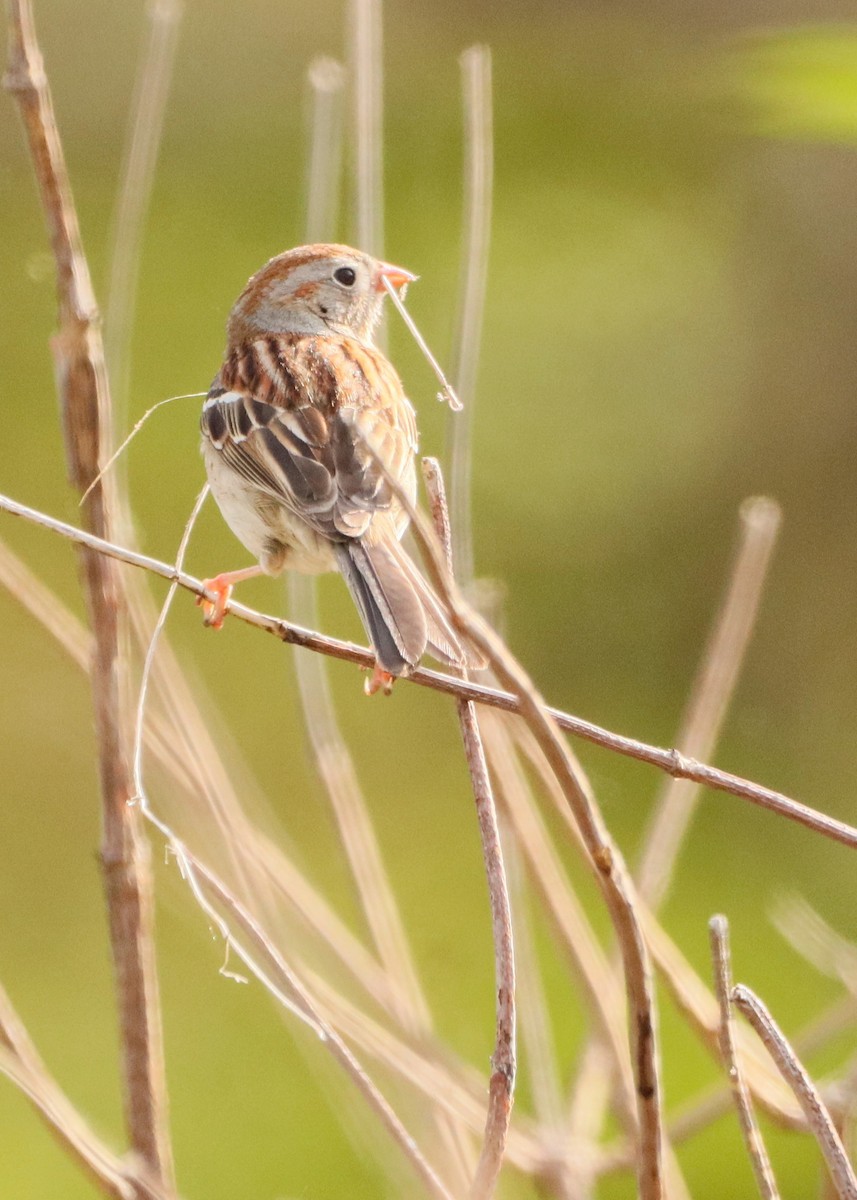 Field Sparrow - ML618448527