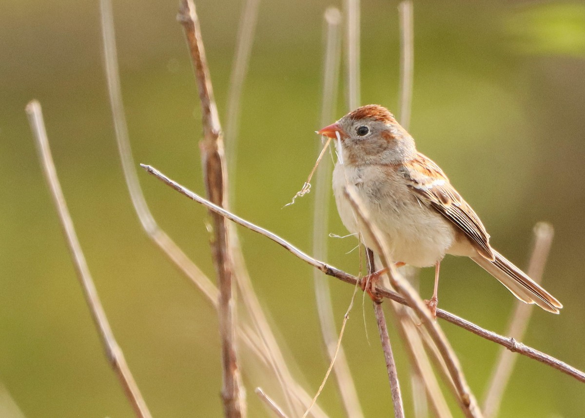 Field Sparrow - ML618448528