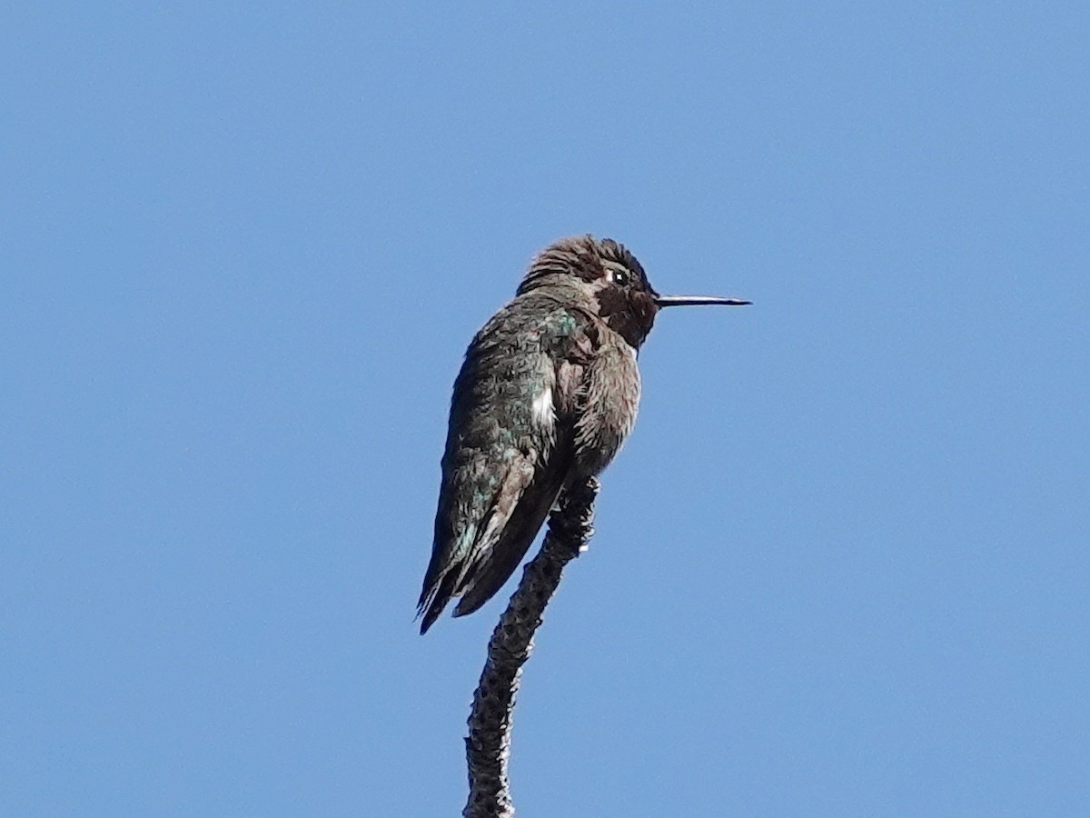 Anna's Hummingbird - ML618448575