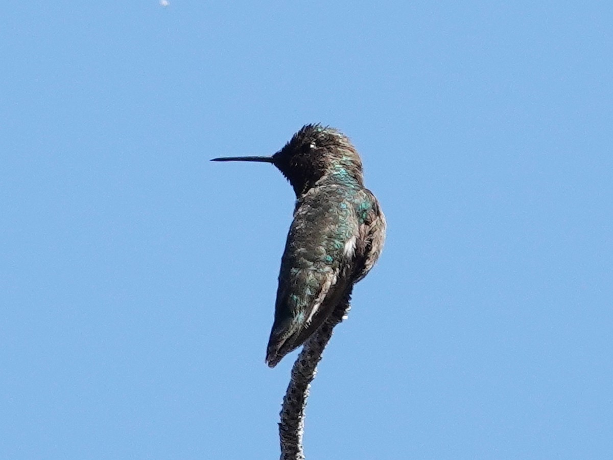 Anna's Hummingbird - ML618448576