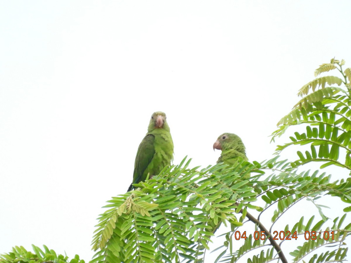 Brown-throated Parakeet - ML618448581