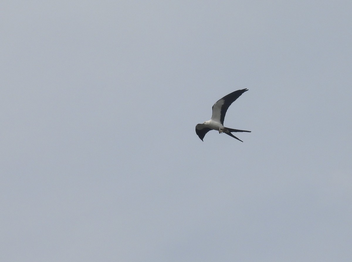 Swallow-tailed Kite - ML618448585