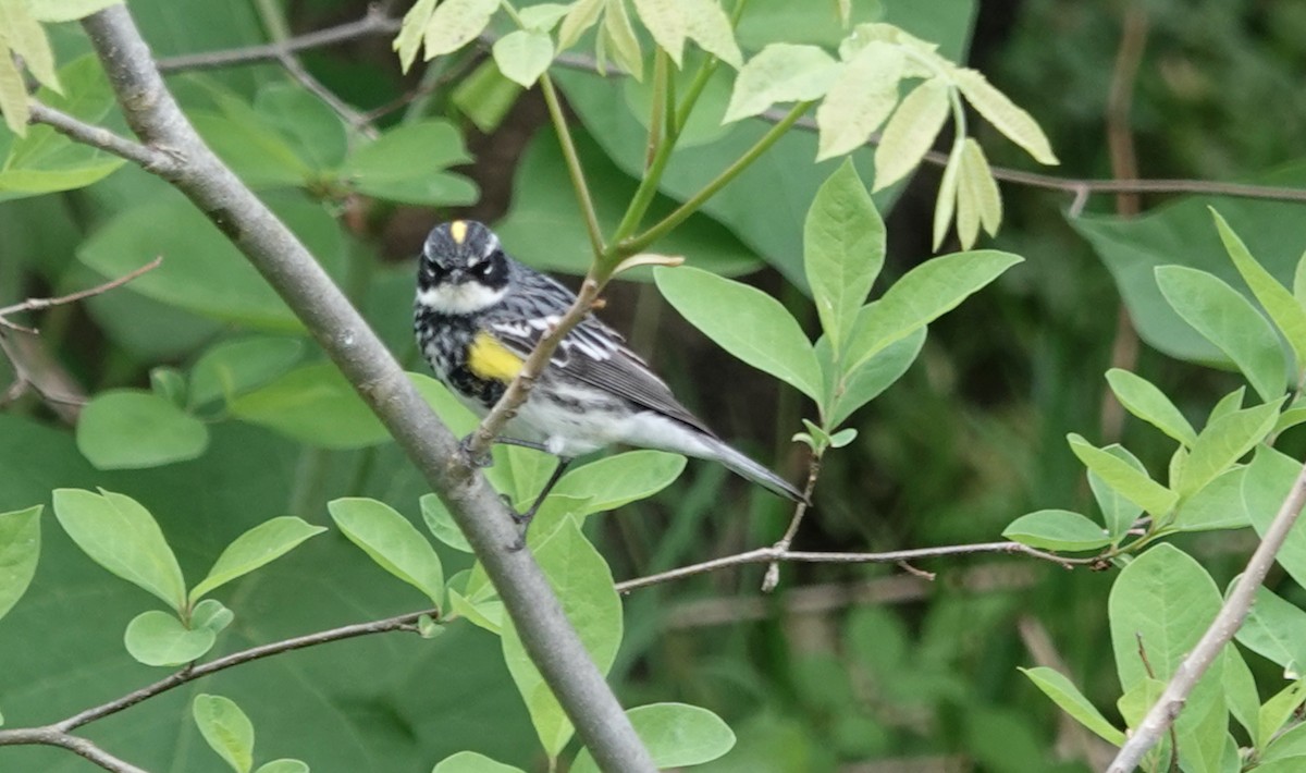 Yellow-rumped Warbler (Myrtle) - ML618448595