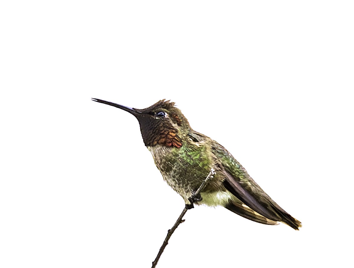 Anna's Hummingbird - ML618448599