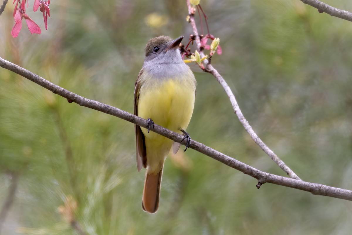 Great Crested Flycatcher - ML618448600
