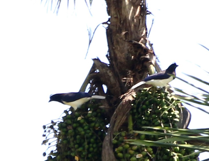Curl-crested Jay - ML618448609