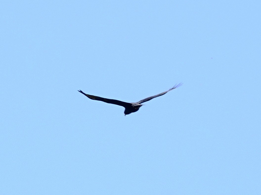 Zone-tailed Hawk - ML618448617