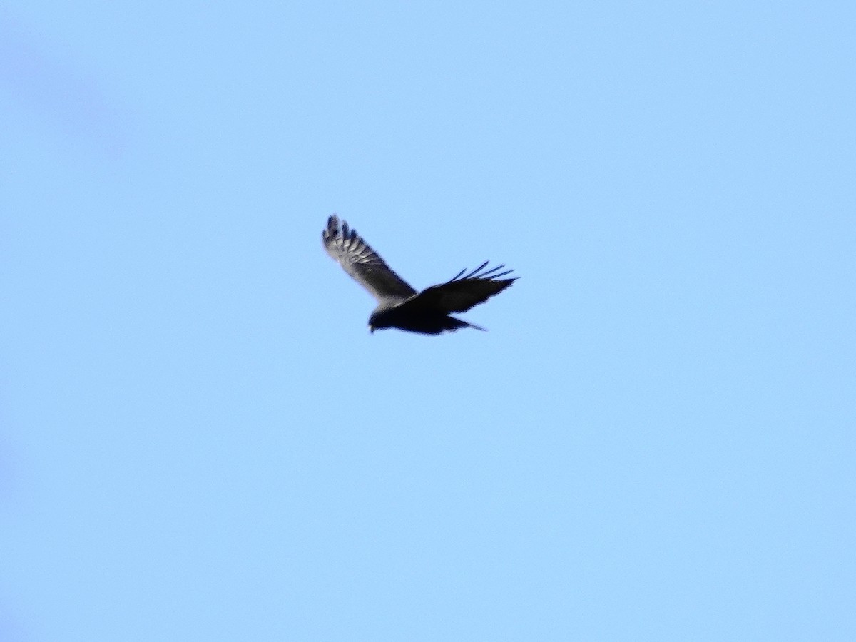 Zone-tailed Hawk - ML618448618